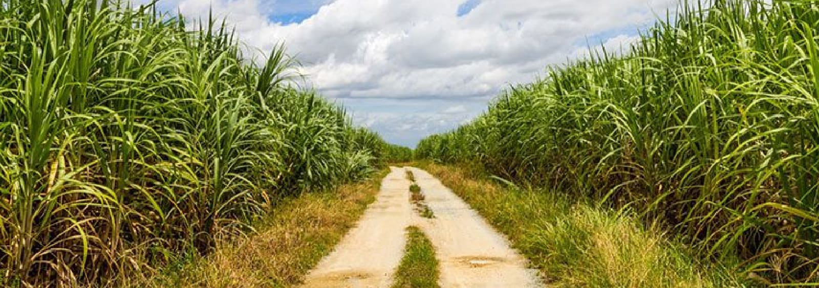 Esto es azúcar - La caña de azúcar, un cultivo amigable c...