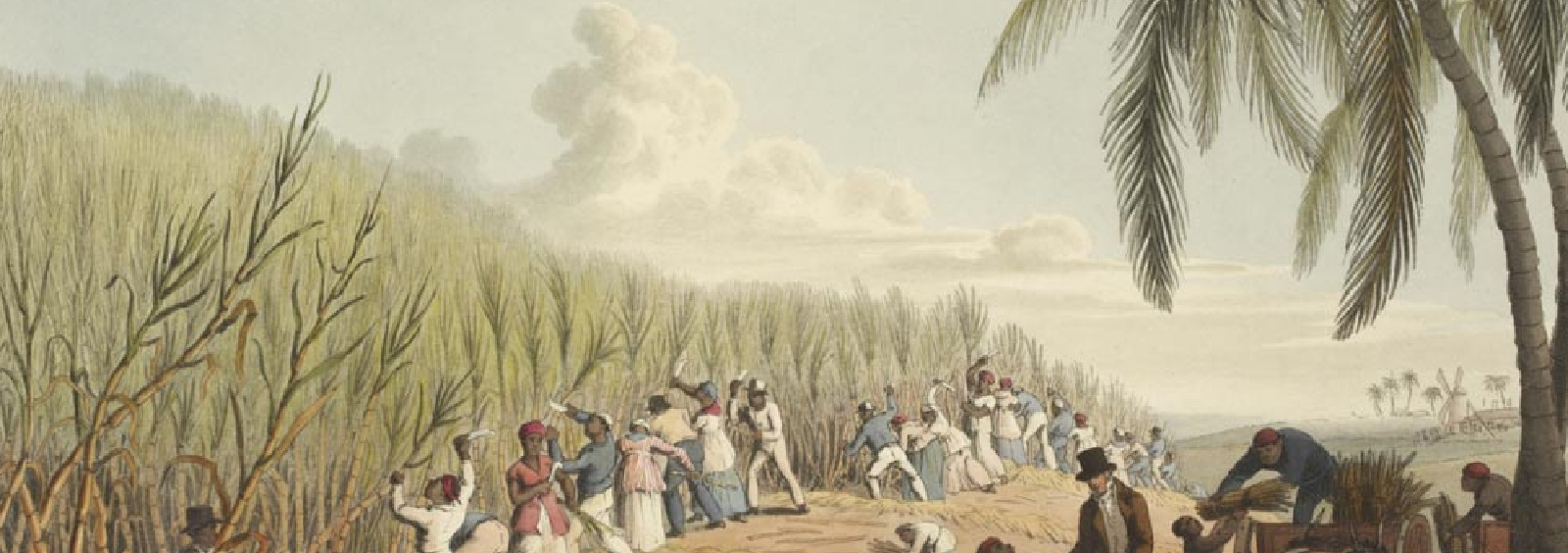 Esto es azúcar - El origen de la caña de azúcar